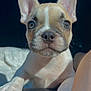 Melo is registered to the contest to win money with this photo: adorable, bed, blue_eyes, close_up, cute, dog, ears, french_bulldog, fur, human_leg, looking_at_camera, nose, paws, pet, portrait, puppy, shadow, snout, sunlight, whiskers