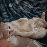 bed, belly_up, blanket, cat, cozy, cream_colored, ears, eyes, fluffy, fur, indoor, kitten, lying_down, orange, paws, pet, relaxed, sleeping, whiskers, white