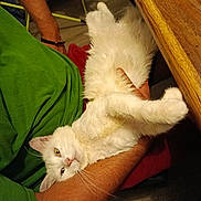 Bounty a rejoint le concours — aidez-le/la à gagner de superbes lots ! cat, white_cat, fluffy, furry, pet, animal, lying_down, upside_down, relaxed, paw, whiskers, green_shirt, person, arms, wooden_table, indoor, home, portrait, close_up, cute