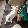 animal, cat, colorful_pillow, couch, cozy, fluffy, home, indoor, kitten, lying_down, paws_up, pet, photography, pillow, playful, portrait, relaxed, sofa, upside_down, white_cat