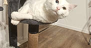 Bounty participe au concours pour gagner de l'argent avec cette photo : cat, white_cat, odd_eyed_cat, blue_eye, green_eye, pet, animal, feline, cat_tree, scratching_post, cat_condo, lounging, lying_down, relaxed, indoor, home, wooden_floor, toy_mouse, feather_toy, portrait