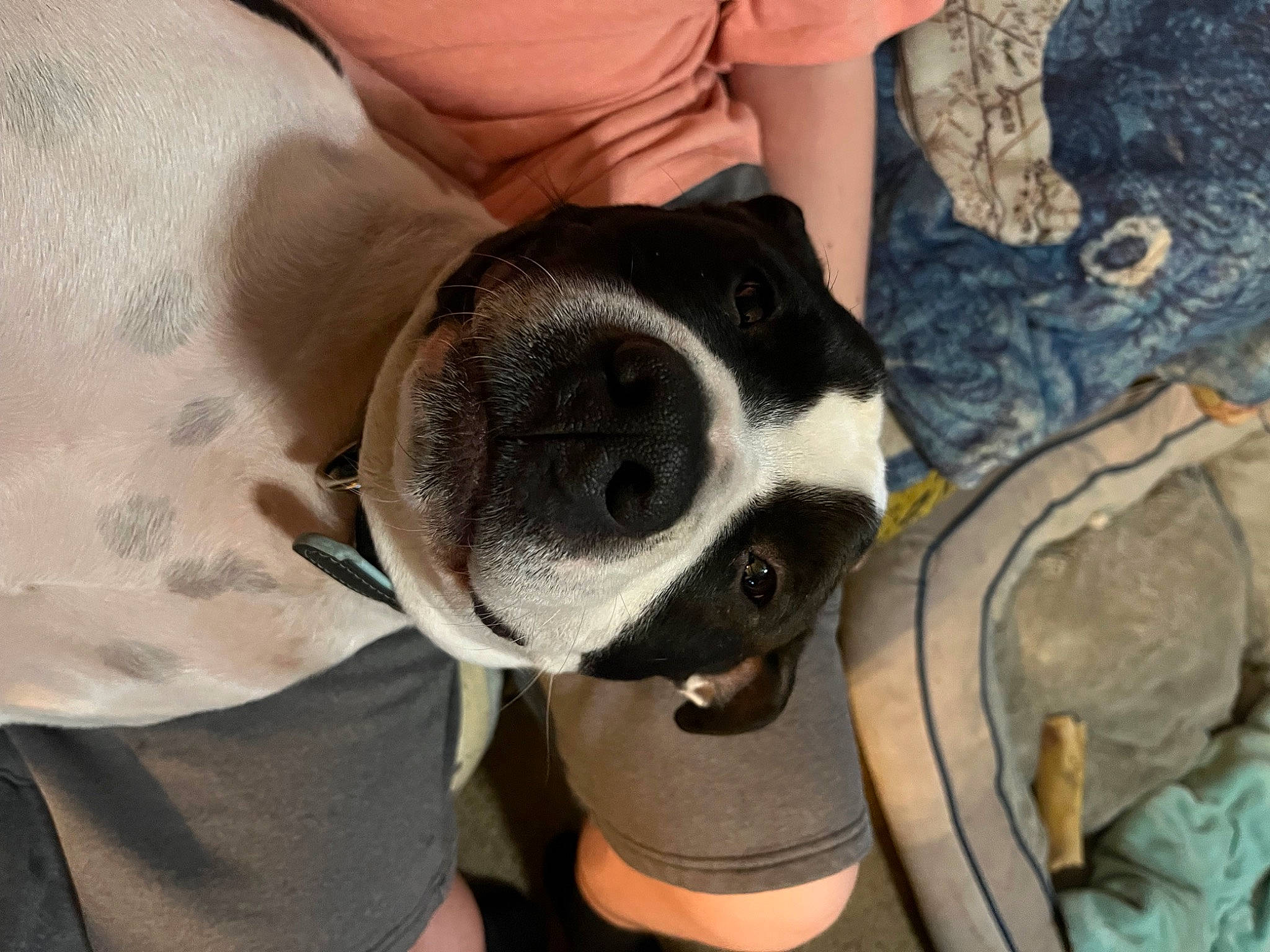 Charli is registered to the contest to win money with this photo: carnivore, collar, comfort, companion_dog, dog, dog_breed, fawn, foot, fur, human_leg, non_sporting_group, pattern, pet_supply, snout, sporting_group, sunglasses, whiskers, working_animal