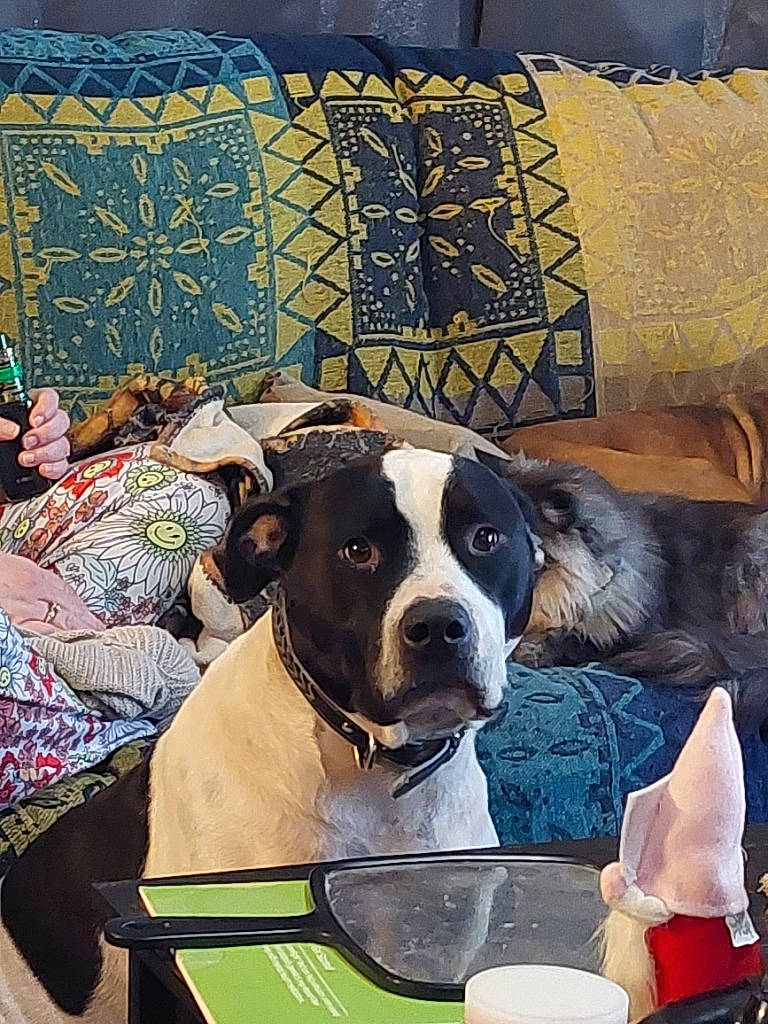 Charli joined the competition — help win amazing prizes! bedding, canidae, carnivore, chair, collar, comfort, companion_dog, dog, dog_breed, dog_supply, fawn, flooring, linens, living_room, pattern, pillow, sporting_group, table, tableware, working_animal