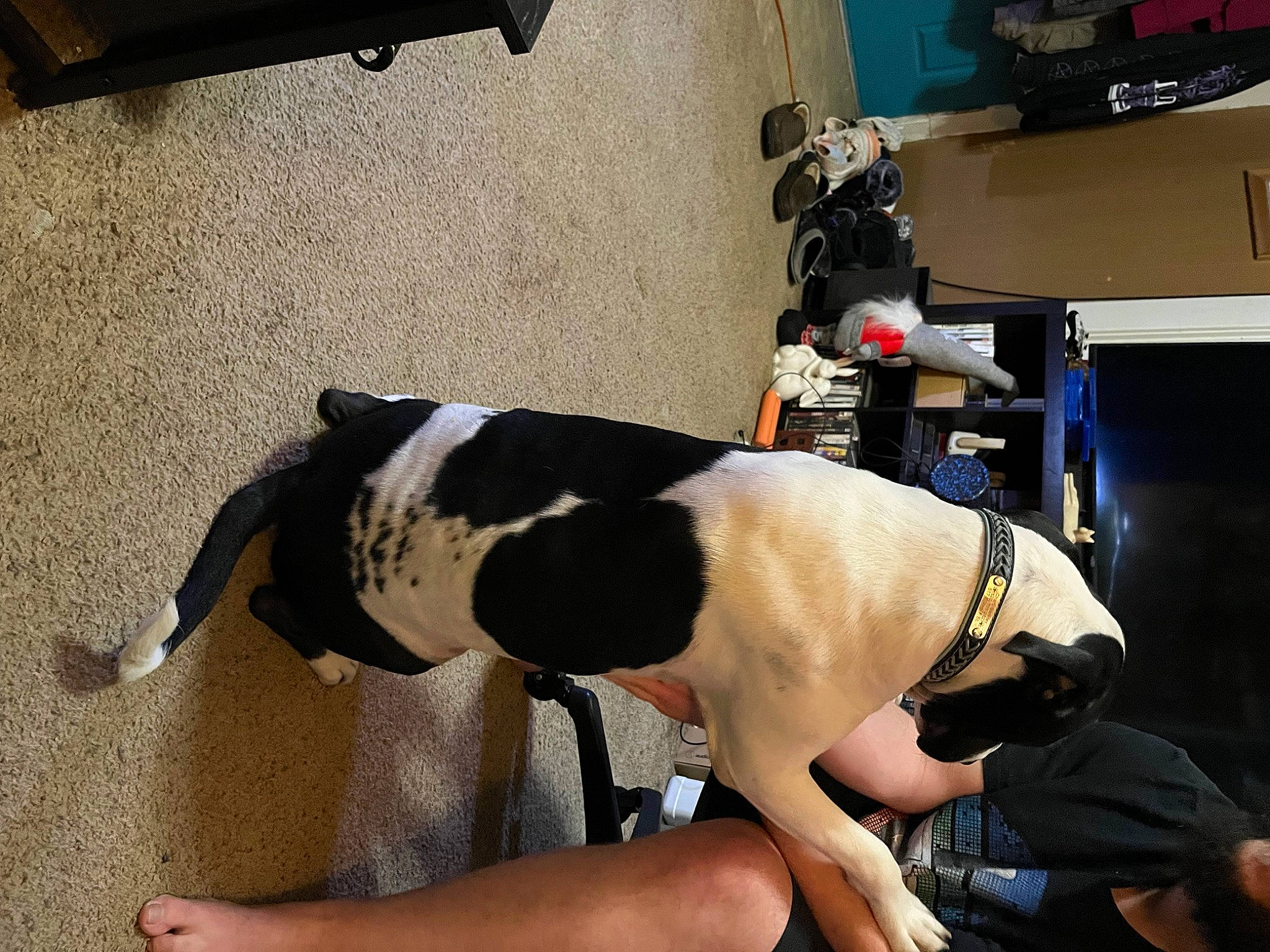 Charli joined the competition — help win amazing prizes! canidae, carnivore, collar, companion_dog, dog, dog_breed, dog_collar, dog_supply, fawn, flooring, fur, guard_dog, human_leg, leash, pet_supply, snout, sporting_group, tail, thigh, working_animal