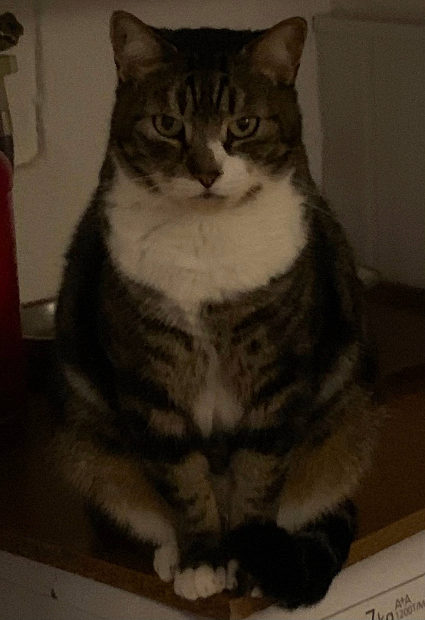 Coffee a rejoint le concours — aidez-le/la à gagner de superbes lots ! carnivore, cat, domestic_short_haired_cat, door, eye, felidae, fur, iris, paw, small_to_medium_sized_cats, snout, tail, terrestrial_animal, whiskers, window