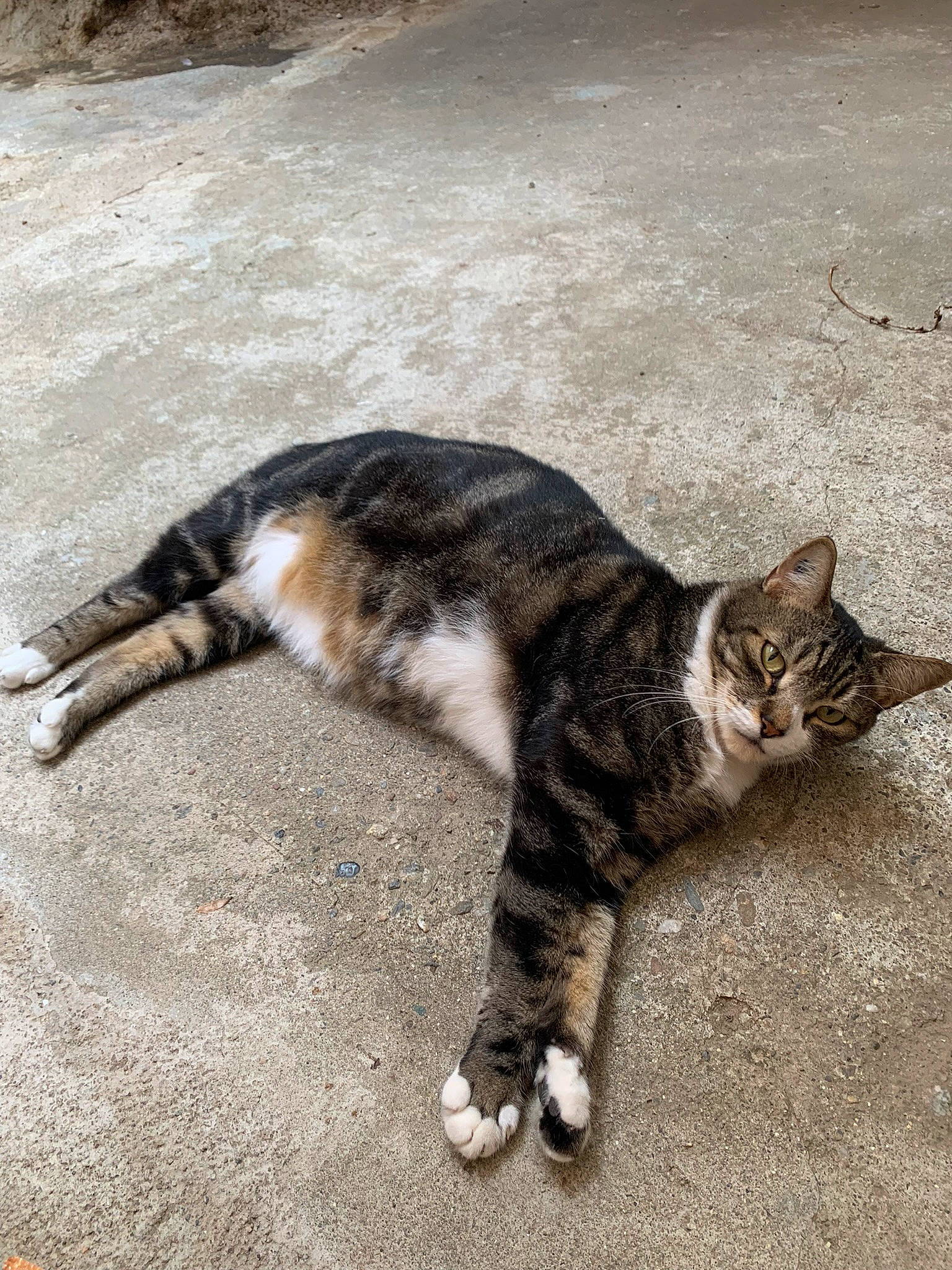 Coffee participe au concours pour gagner de l'argent avec cette photo : asphalt, carnivore, cat, claw, dog_breed, domestic_short_haired_cat, eye, felidae, foot, fur, grass, paw, road_surface, shadow, small_to_medium_sized_cats, tail, terrestrial_animal, whiskers, wood