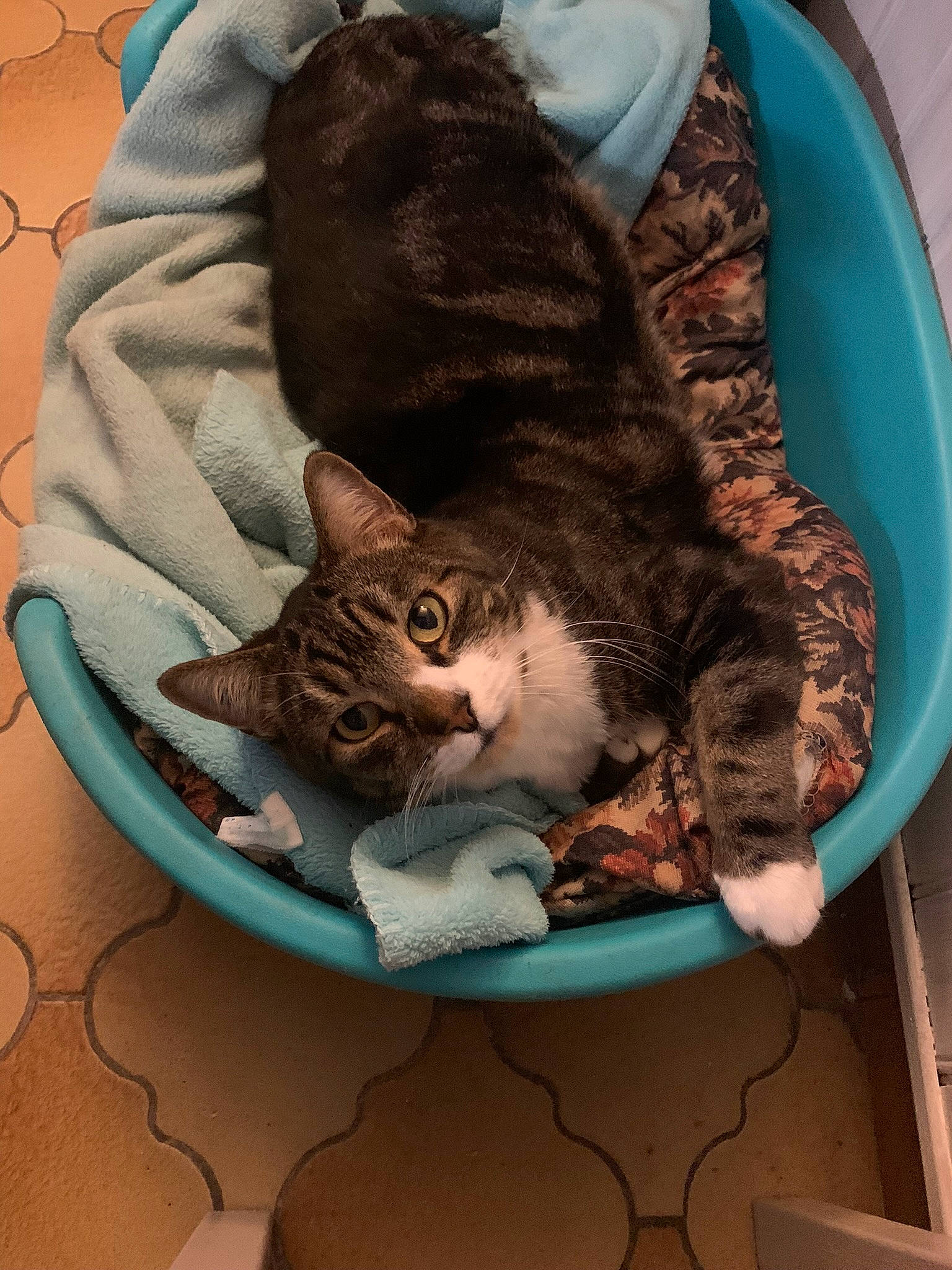 Coffee participe au concours pour gagner de l'argent avec cette photo : bag, carnivore, cat, cat_bed, cat_supply, comfort, domestic_short_haired_cat, felidae, fur, linens, pattern, paw, pet_supply, sitting, small_to_medium_sized_cats, snout, square, tail, whiskers