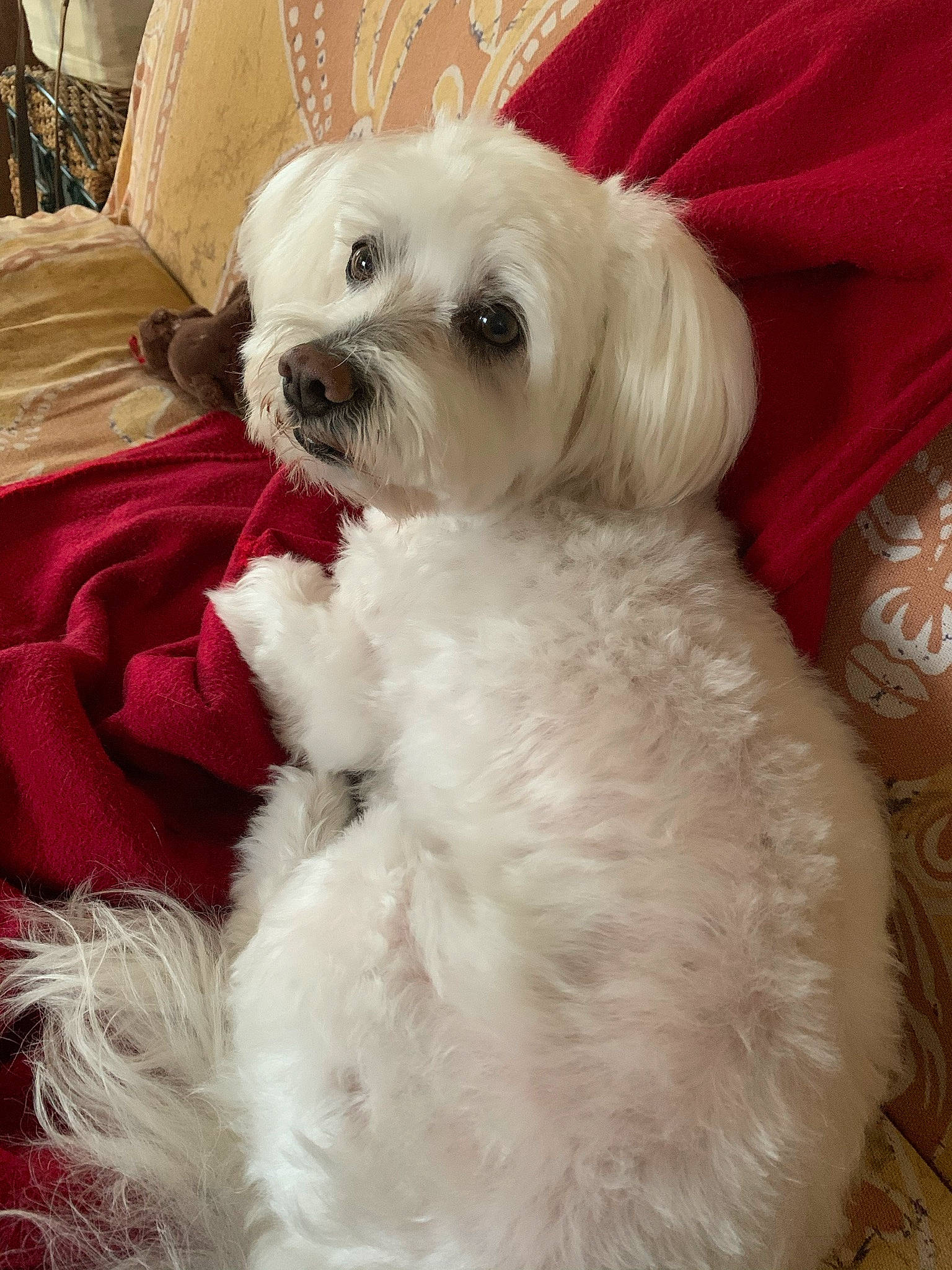 Faldo participe au concours pour gagner de l'argent avec cette photo : canidae, carnivore, companion_dog, dog, dog_breed, dog_supply, fur, mal_shi, maltepoo, non_sporting_group, poodle_crossbreed, shih_poo, small_terrier, snout, sporting_group, terrier, toy_dog, water_dog, working_animal, yorkipoo