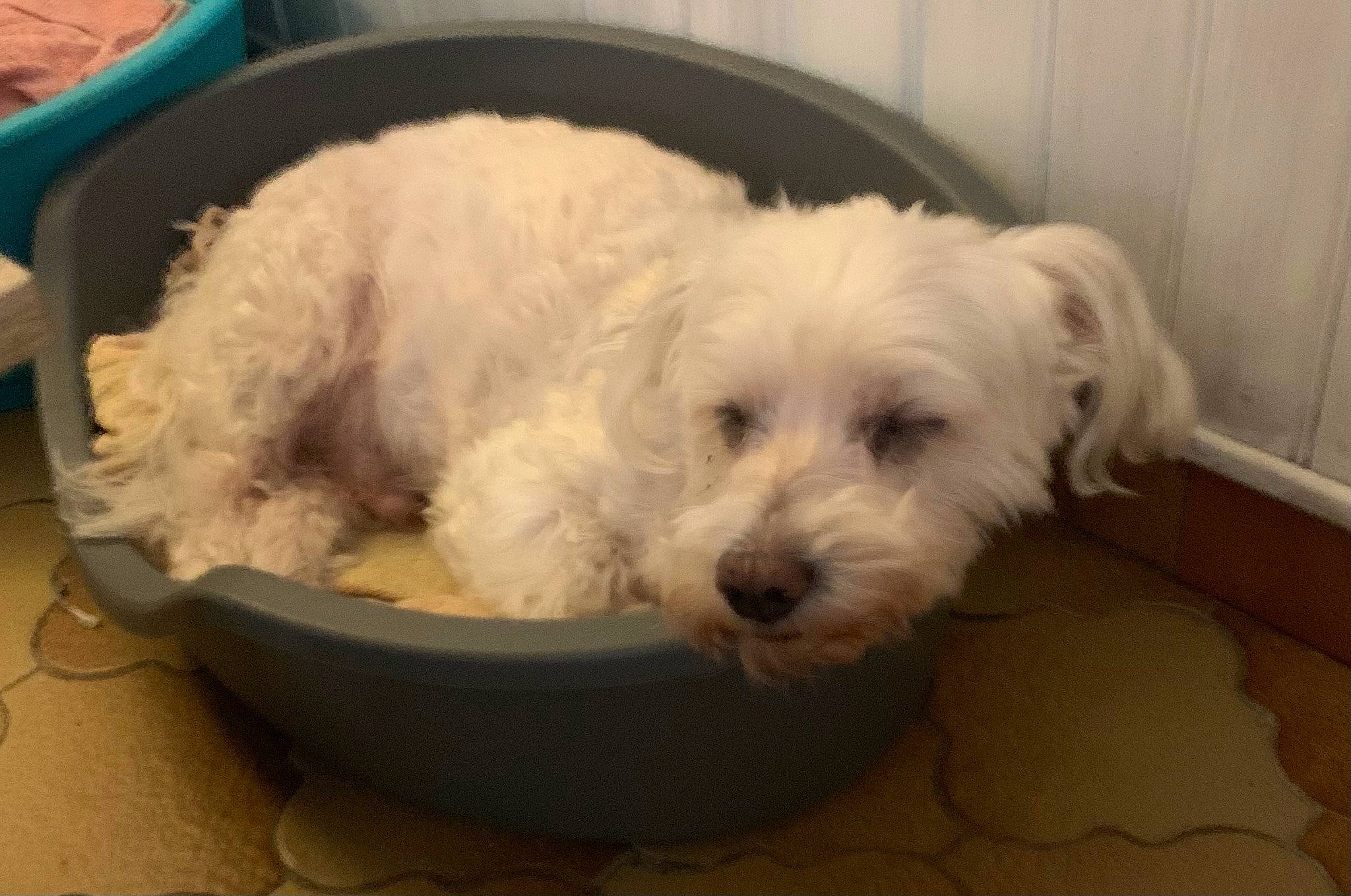 Faldo a rejoint le concours — aidez-le/la à gagner de superbes lots ! canidae, carnivore, cockapoo, companion_dog, dog, dog_bed, dog_breed, fur, labradoodle, maltepoo, non_sporting_group, poodle_crossbreed, puppy, shih_poo, small_terrier, sporting_group, terrier, toy_dog, water_dog, yorkipoo