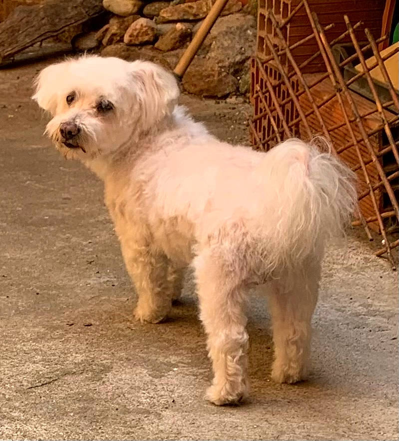 Faldo a rejoint le concours — aidez-le/la à gagner de superbes lots ! ancient_dog_breeds, canidae, carnivore, companion_dog, dog, dog_breed, fur, mal_shi, maltepoo, non_sporting_group, poodle_crossbreed, small_terrier, snout, sporting_group, tail, terrestrial_animal, terrier, toy_dog, working_animal