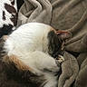 cat, sleeping, blanket, cozy, fur, paw, pet, animal, indoor, resting, cute, calm, soft, tabby, whiskers, closeup, relaxation, warm, domestic, comfort