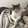 Leïla participe au concours pour gagner de l'argent avec cette photo : cat, calico_cat, pet, animal, feline, blanket, cozy, indoor, resting, paws_crossed, fur, cute, relaxed, whiskers, ears, sleepy, bed, comfort, domestic, companion
