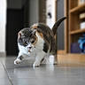 cat, calico_cat, indoor, floor, curious, pet, animal, whiskers, tail, paws, home, shelf, blurred_background, tile_floor, walking, feline, cute, collar, focused, mammal