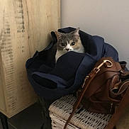Leïla a rejoint le concours — aidez-le/la à gagner de superbes lots ! cat, bag, wicker_basket, brown_purse, wooden_cabinet, indoor, curious_cat, feline, pet, cozy, resting, dark_blue, leather, furniture, floor, household, domestic, closeup, quiet, casual