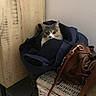Leïla a rejoint le concours — aidez-le/la à gagner de superbes lots ! cat, bag, wicker_basket, brown_purse, wooden_cabinet, indoor, curious_cat, feline, pet, cozy, resting, dark_blue, leather, furniture, floor, household, domestic, closeup, quiet, casual