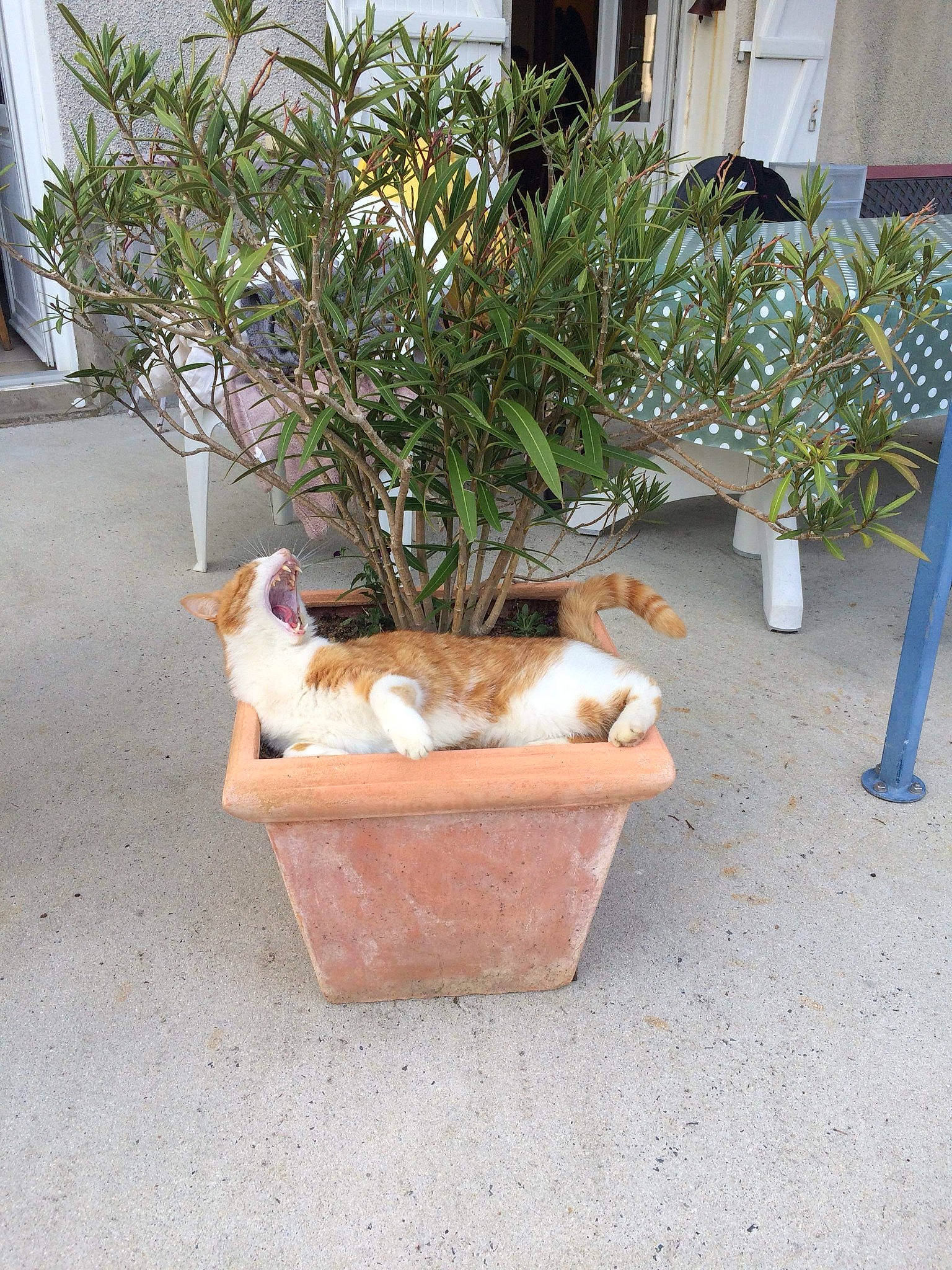 Mouchou participe au concours pour gagner de l'argent avec cette photo : cat, felidae, flower, flowerpot, grass, grass_family, herb, houseplant, plant, rosemary, small_to_medium_sized_cats, tree