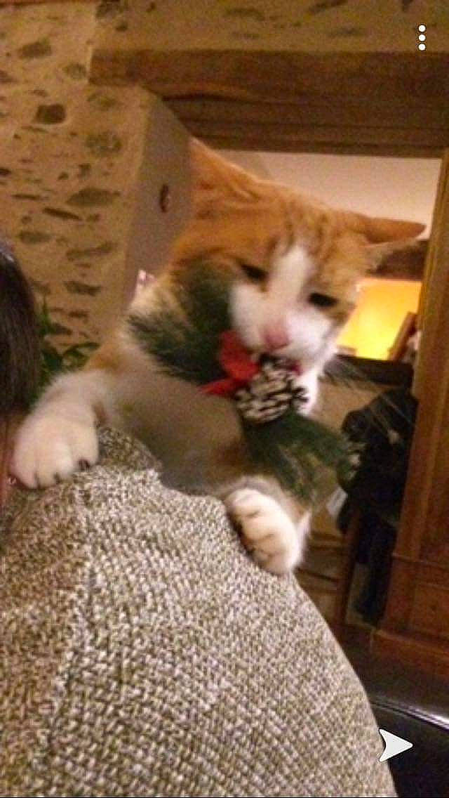 Mouchou a rejoint le concours — aidez-le/la à gagner de superbes lots ! aegean_cat, carnivore, cat, domestic_short_haired_cat, european_shorthair, fawn, felidae, kitten, paw, polydactyl_cat, small_to_medium_sized_cats, tabby_cat, whiskers