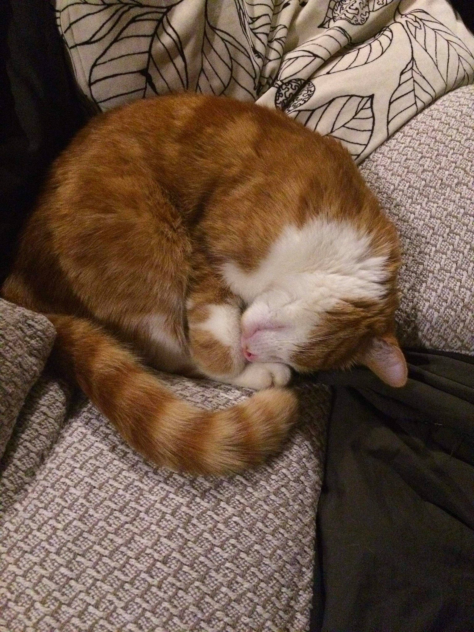 Mouchou a rejoint le concours — aidez-le/la à gagner de superbes lots ! carnivore, cat, claw, domestic_short_haired_cat, ear, european_shorthair, fawn, felidae, fur, kitten, nap, paw, sleep, small_to_medium_sized_cats, tabby_cat, tail, whiskers