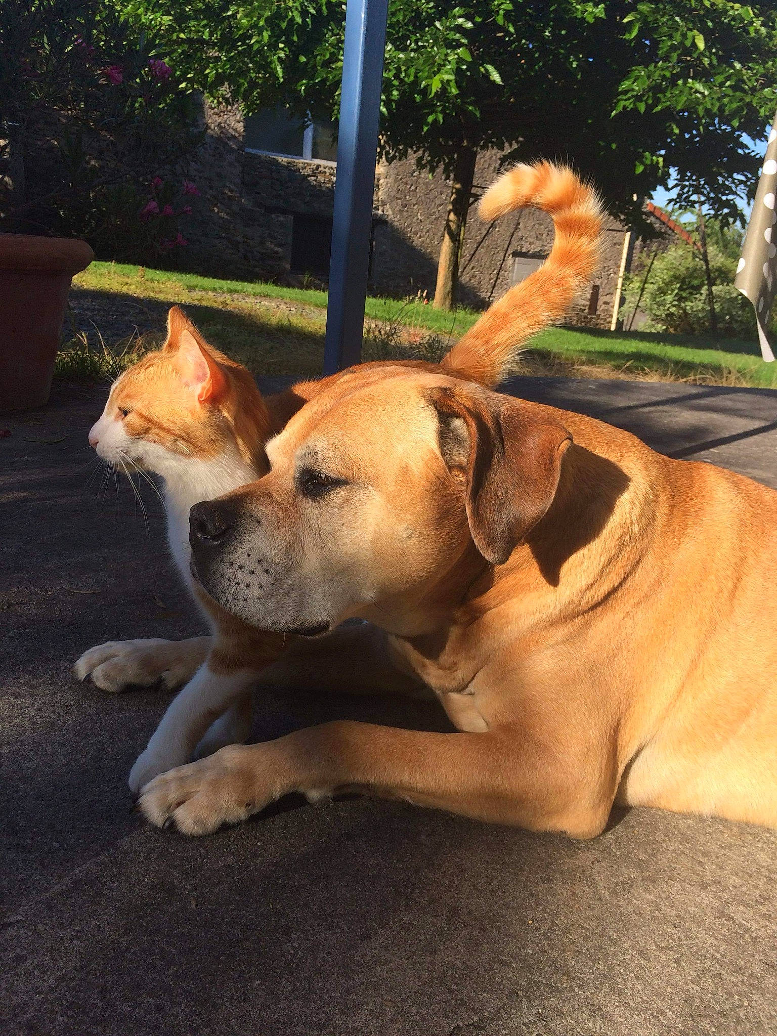 Boubxmouchou a rejoint le concours — aidez-le/la à gagner de superbes lots ! black_mouth_cur, boerboel, canidae, carnivore, companion_dog, dog, dog_breed, ear, fawn, mammal, non_sporting_group, nose, perro_de_presa_mallorquin, pit_bull, rare_breed_dog, snout, sporting_group, tail