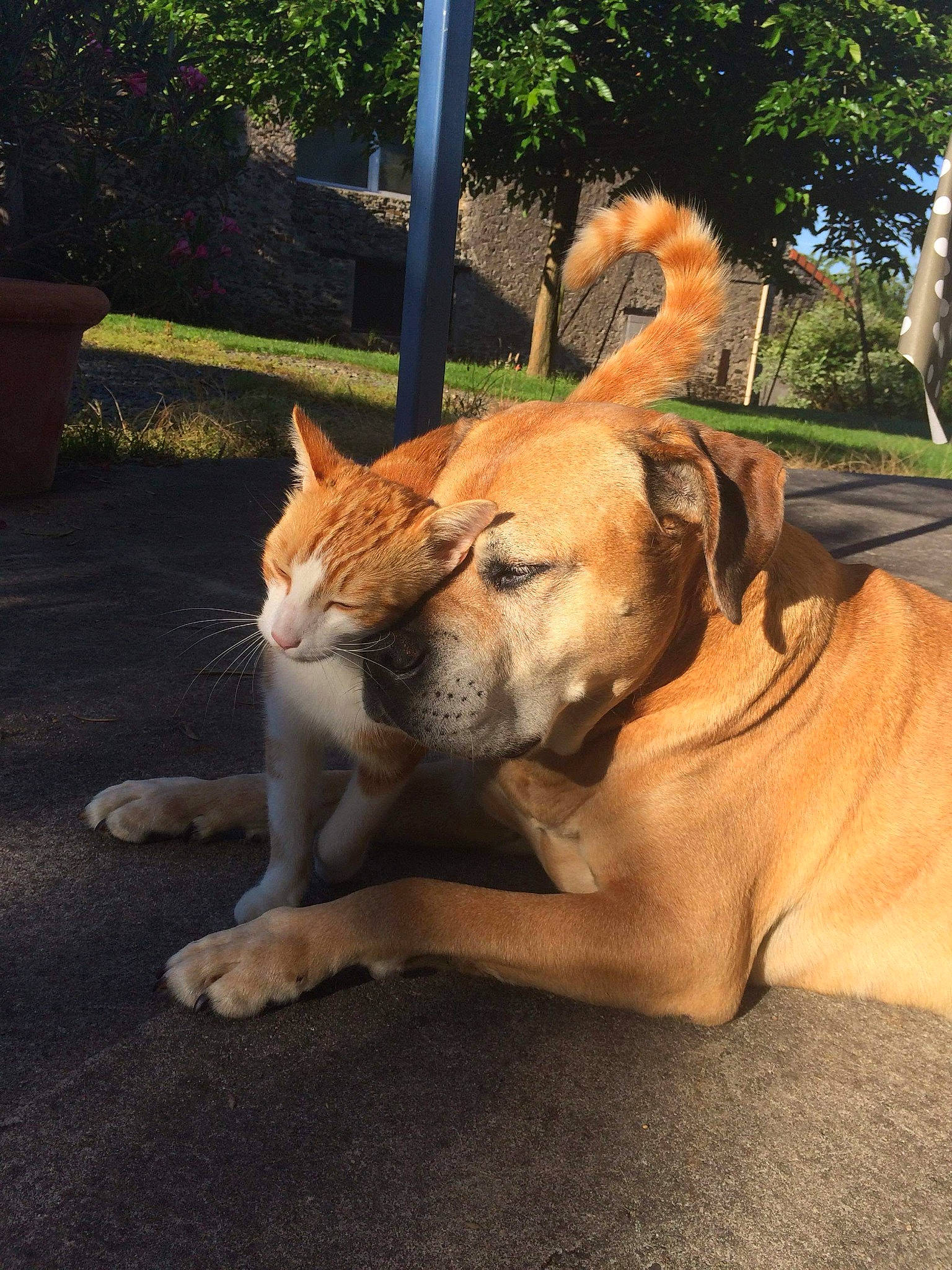 Boubxmouchou a rejoint le concours — aidez-le/la à gagner de superbes lots ! canidae, carnivore, cat, companion_dog, dog, dog_breed, fawn, felidae, mammal, paw, small_to_medium_sized_cats, snout, tail, whiskers