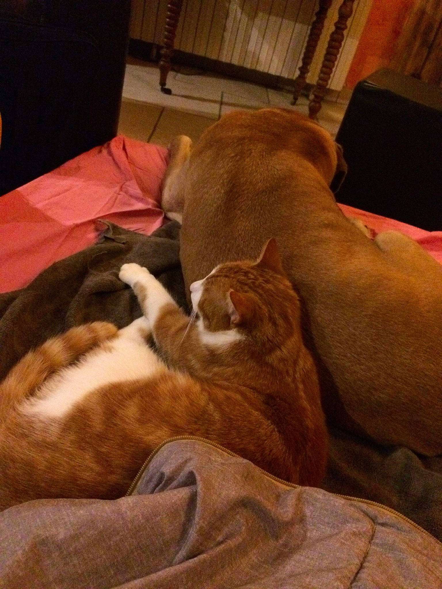 Boubxmouchou a rejoint le concours — aidez-le/la à gagner de superbes lots ! canidae, carnivore, cat, comfort, dog_breed, ear, fawn, felidae, kitten, leg, nap, paw, sleep, small_to_medium_sized_cats, whiskers