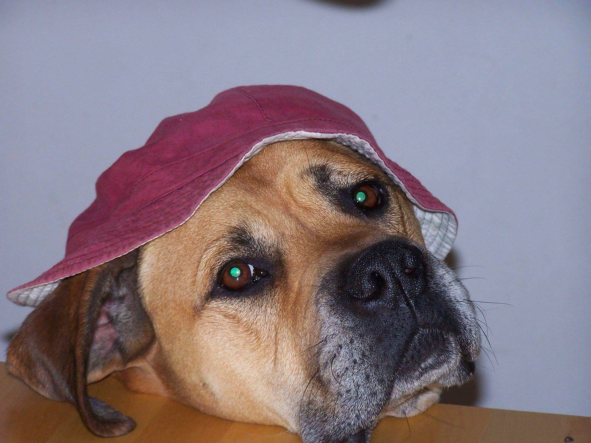 Boubou participe au concours pour gagner de l'argent avec cette photo : american_mastiff, bloodhound, boerboel, bullmastiff, canidae, carnivore, companion_dog, dog, dog_breed, english_mastiff, fawn, fila_brasileiro, mammal, old_english_bulldog, perro_de_presa_mallorquin, rare_breed_dog, snout, vertebrate