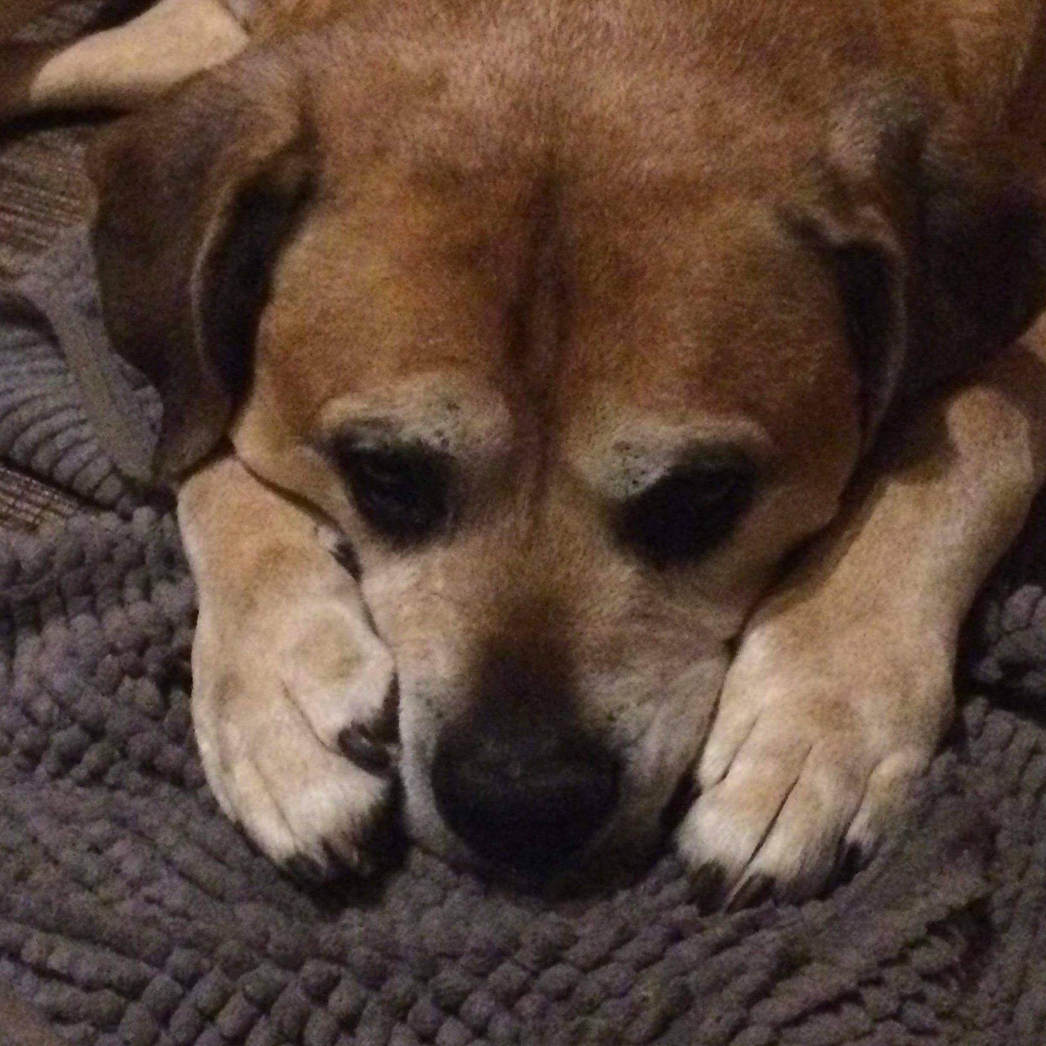 Boubou participe au concours pour gagner de l'argent avec cette photo : beagador, black_mouth_cur, canidae, carnivore, companion_dog, dog, dog_breed, fawn, labrador_retriever, mammal, puggle, puppy, snout, sporting_group, vertebrate, whiskers