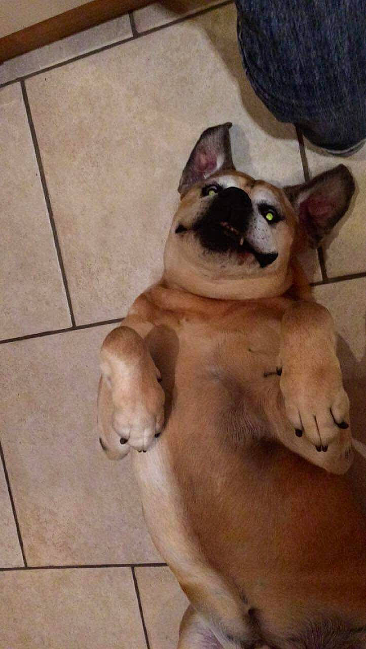 Boubou a rejoint le concours — aidez-le/la à gagner de superbes lots ! canidae, carnivore, carolina_dog, dog, dog_breed, fawn, mammal, non_sporting_group, puppy, snout, sporting_group, vertebrate