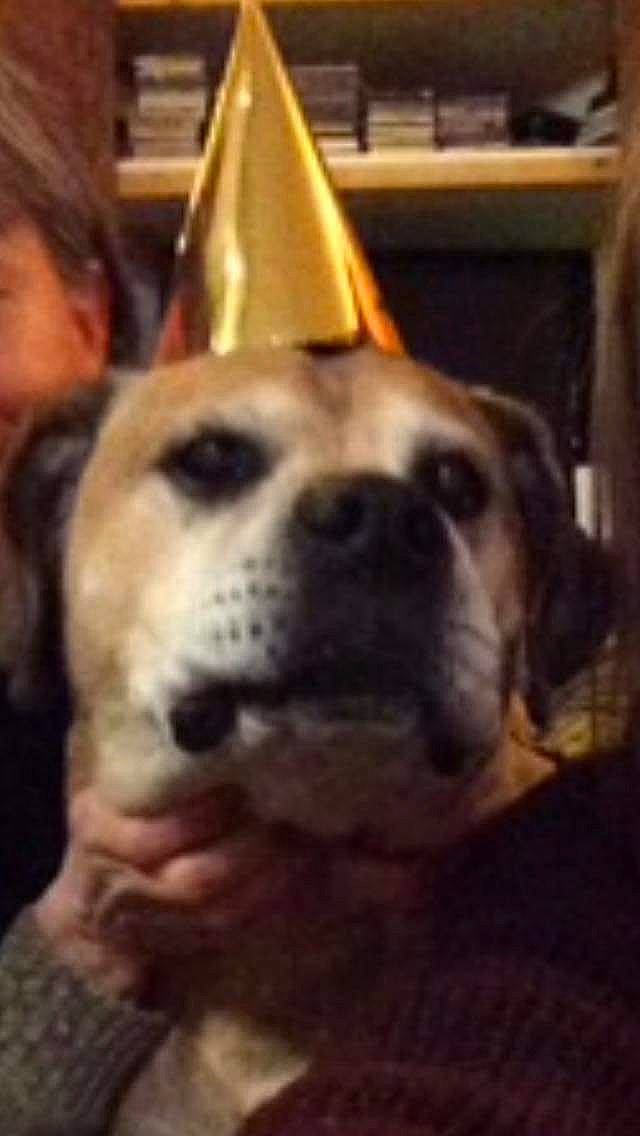 Boubou participe au concours pour gagner de l'argent avec cette photo : black_mouth_cur, canidae, carnivore, companion_dog, dog, dog_breed, ear, fawn, mammal, nose, puggle, puppy_love, selfie, snout, sporting_group, vertebrate, whiskers