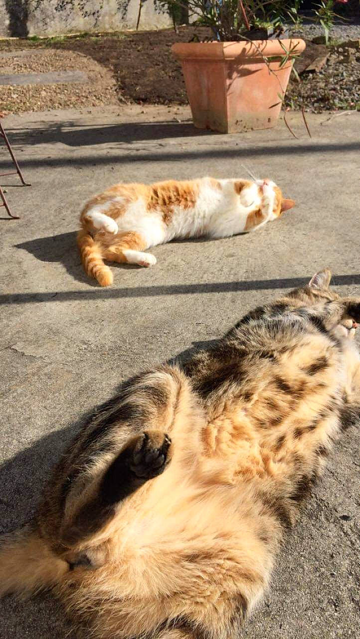 Le Duo a rejoint le concours — aidez-le/la à gagner de superbes lots ! australian_shepherd, canidae, carnivore, cat, dog, dog_breed, fawn, felidae, fur, snout, sporting_group, street_dog