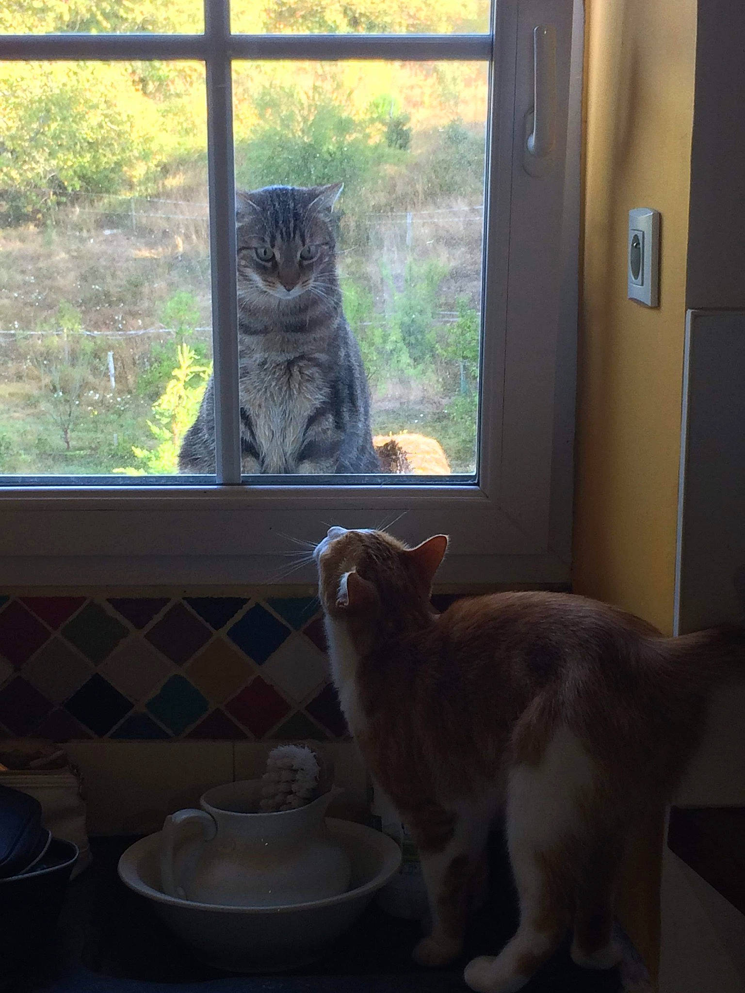 Le Duo participe au concours pour gagner de l'argent avec cette photo : asian, carnivore, cat, domestic_short_haired_cat, european_shorthair, felidae, home, house, kitten, morning, ocicat, polydactyl_cat, room, small_to_medium_sized_cats, sunlight, tabby_cat, whiskers, window