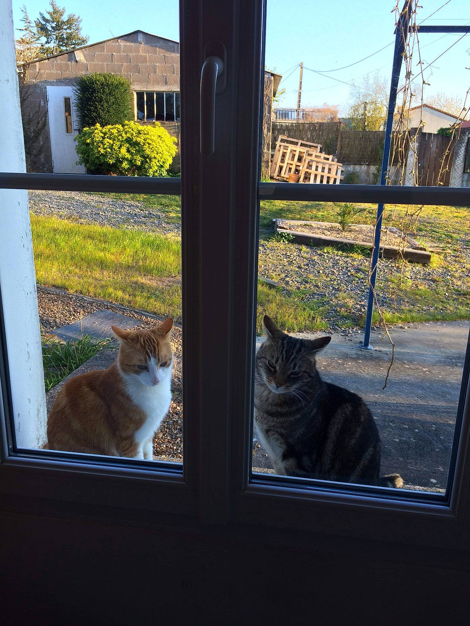 Le Duo participe au concours pour gagner de l'argent avec cette photo : carnivore, cat, fawn, felidae, home, house, leaf, plant, polydactyl_cat, small_to_medium_sized_cats, tree, whiskers, window