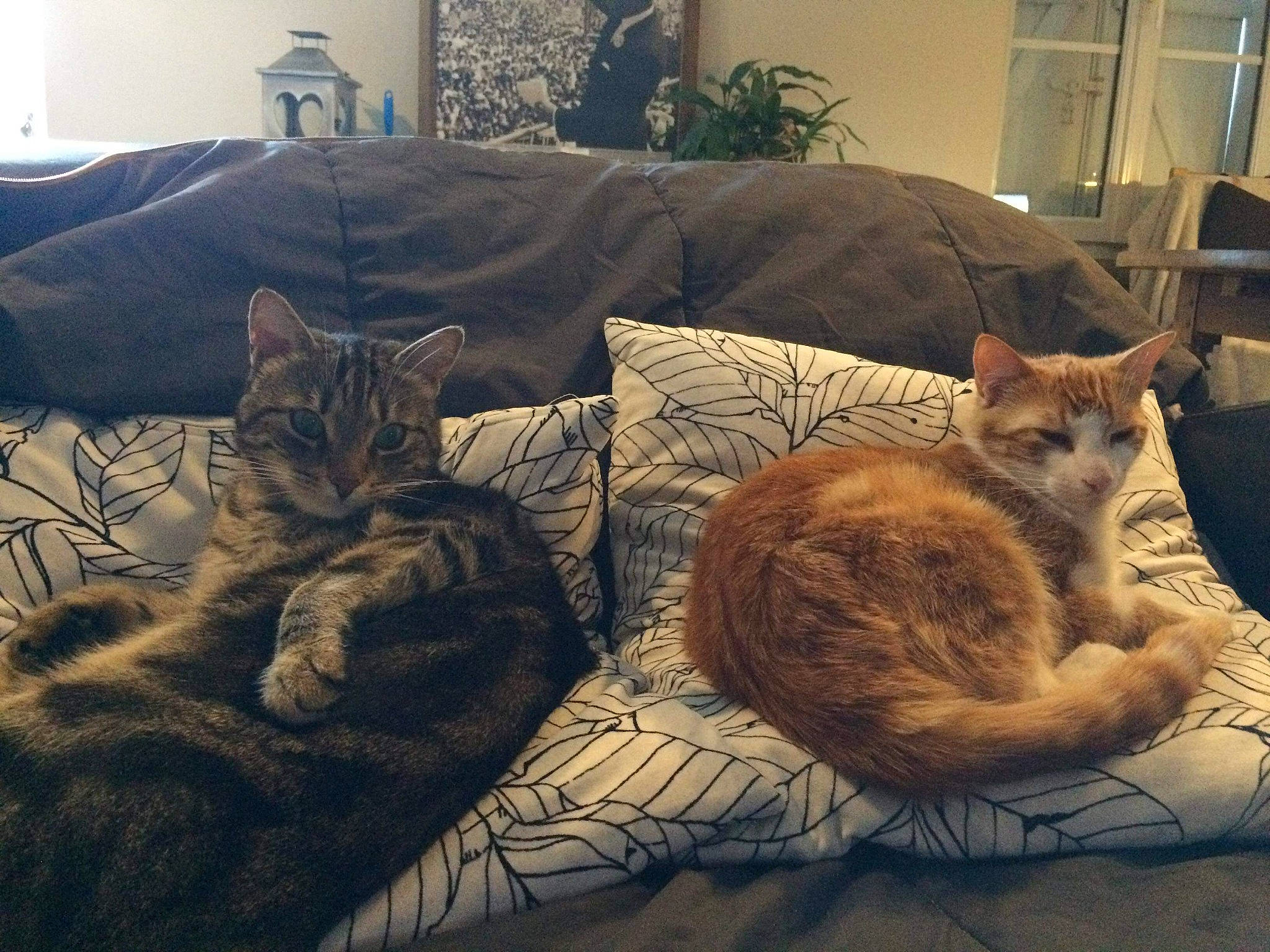 Le Duo participe au concours pour gagner de l'argent avec cette photo : asian, bed, carnivore, cat, comfort, cushion, domestic_short_haired_cat, dragon_li, european_shorthair, felidae, fur, furniture, kitten, nap, pillow, sky, small_to_medium_sized_cats, tabby_cat, textile, whiskers