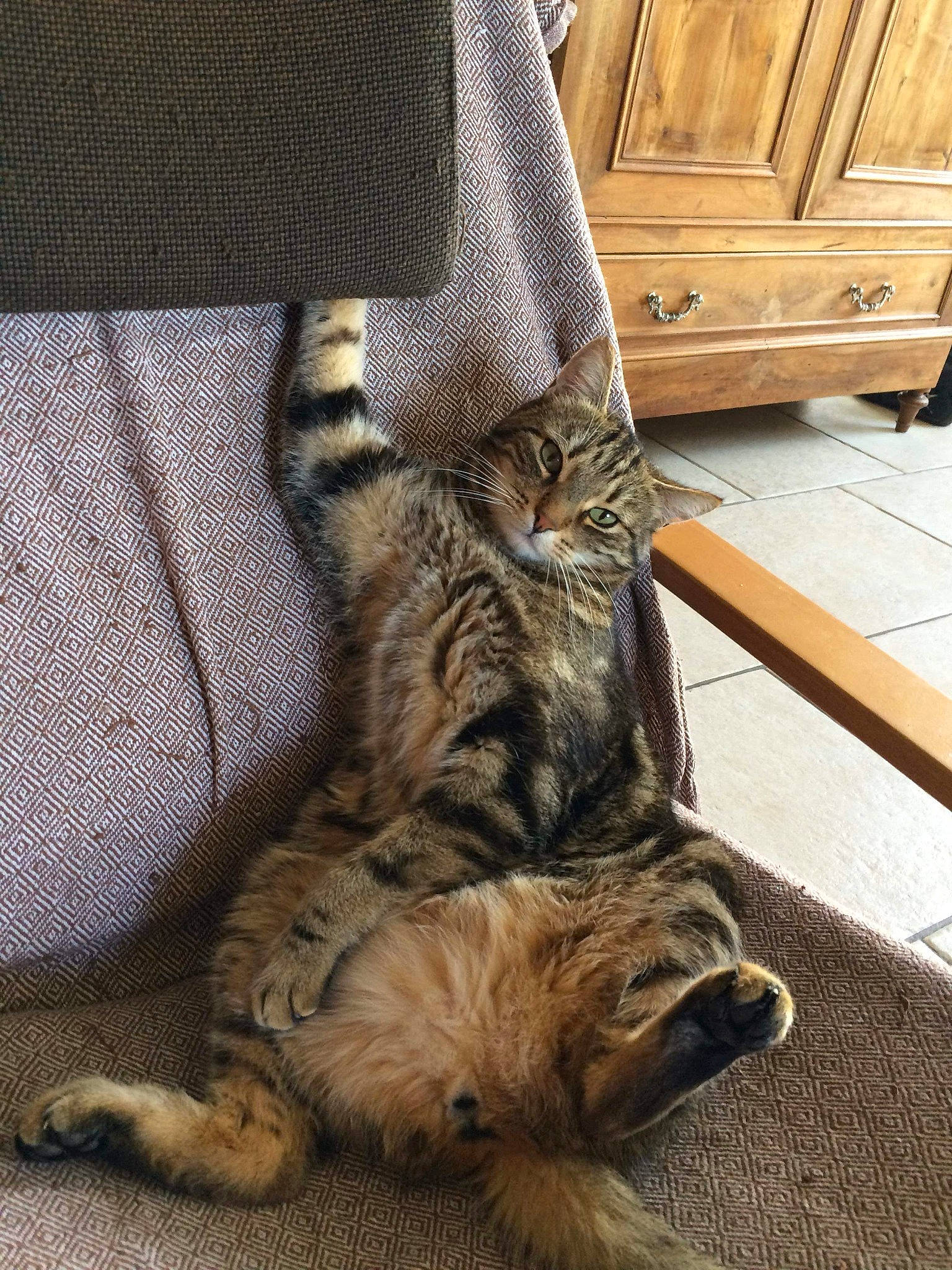 Mignon participe au concours pour gagner de l'argent avec cette photo : american_shorthair, carnivore, cat, domestic_short_haired_cat, dragon_li, egyptian_mau, european_shorthair, felidae, floor, fur, kitten, maine_coon, mammal, ocicat, pixie_bob, small_to_medium_sized_cats, tabby_cat, toyger, whiskers, wood