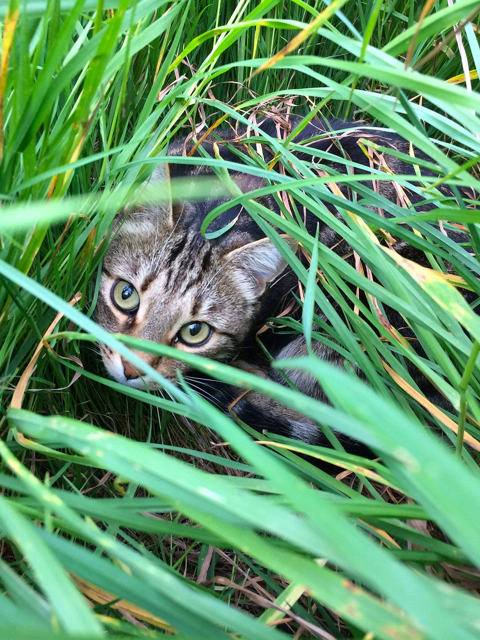 Mignon a rejoint le concours — aidez-le/la à gagner de superbes lots ! adaptation, cat, felidae, grass, grass_family, plant, small_to_medium_sized_cats, terrestrial_animal, whiskers, wild_cat, wildlife