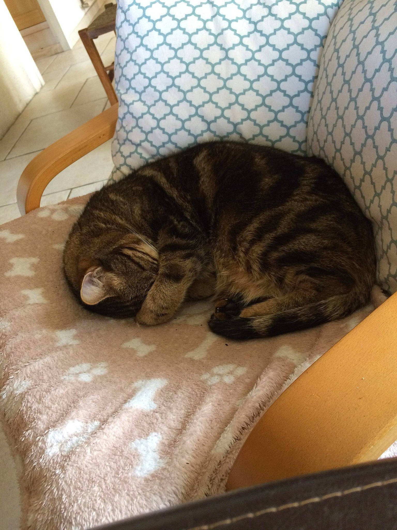 Mignon a rejoint le concours — aidez-le/la à gagner de superbes lots ! carnivore, cat, comfort, dragon_li, european_shorthair, fawn, felidae, fur, furniture, nap, room, small_to_medium_sized_cats, tabby_cat, whiskers