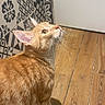 cat, orange_tabby, indoor, wooden_floor, patterned_wall, tiles, curious, looking_up, pet, feline, whiskers, ears, flooring, domestic_animal, home, animal, cute, mammal, fur, standing