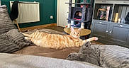 Ninou a rejoint le concours — aidez-le/la à gagner de superbes lots ! cat, orange_tabby, bed, blanket, cat_tree, furniture, living_room, radiator, chair, table, couch, wood_floor, relaxed, pet, indoor, home, cozy, sleeping_cat, modern, decor
