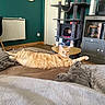 cat, orange_tabby, bed, blanket, cat_tree, furniture, living_room, radiator, chair, table, couch, wood_floor, relaxed, pet, indoor, home, cozy, sleeping_cat, modern, decor