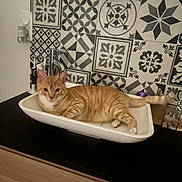 Ninou a rejoint le concours — aidez-le/la à gagner de superbes lots ! cat, orange_tabby, sink, bathroom, tiles, geometric_pattern, domestic, pet, relaxed, feline, white, black, countertop, mirror, tap, indoor, animal, striped, resting, cute