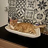 cat, orange_tabby, sink, bathroom, tiles, geometric_pattern, domestic, pet, relaxed, feline, white, black, countertop, mirror, tap, indoor, animal, striped, resting, cute