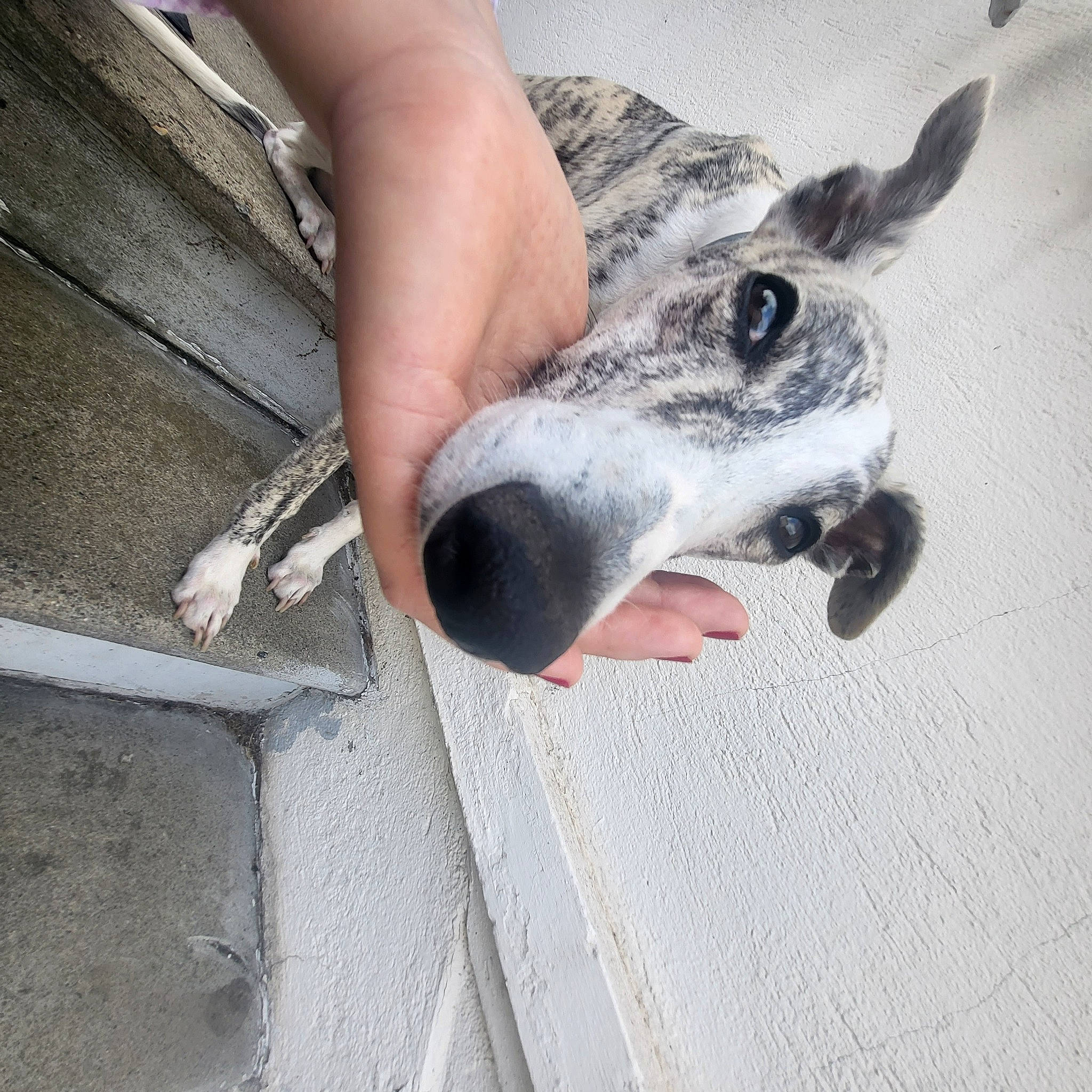 T'Jimmy a rejoint le concours — aidez-le/la à gagner de superbes lots ! canidae, collar, dog_breed, fawn, foot, fur, grey, human_leg, livestock, metal, nail, non_sporting_group, paw, snout, terrestrial_animal, whiskers, working_animal