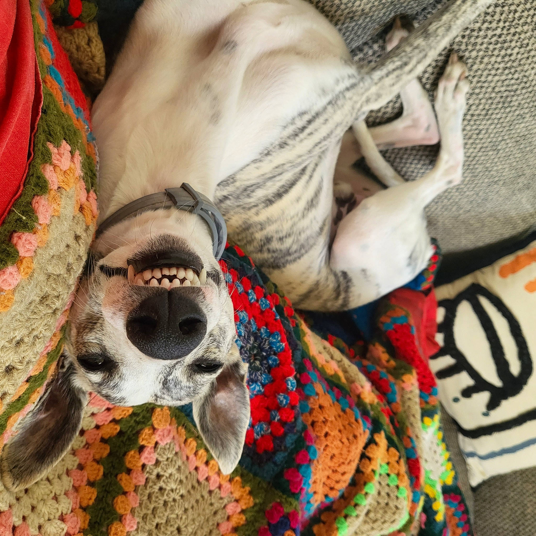 T'Jimmy participe au concours pour gagner de l'argent avec cette photo : carmine, carnivore, close_up, companion_dog, dog, dog_breed, fashion_accessory, fawn, flesh, fur, headgear, human_leg, pattern, snout, sunglasses, terrestrial_animal, textile, tradition, visual_arts, working_animal