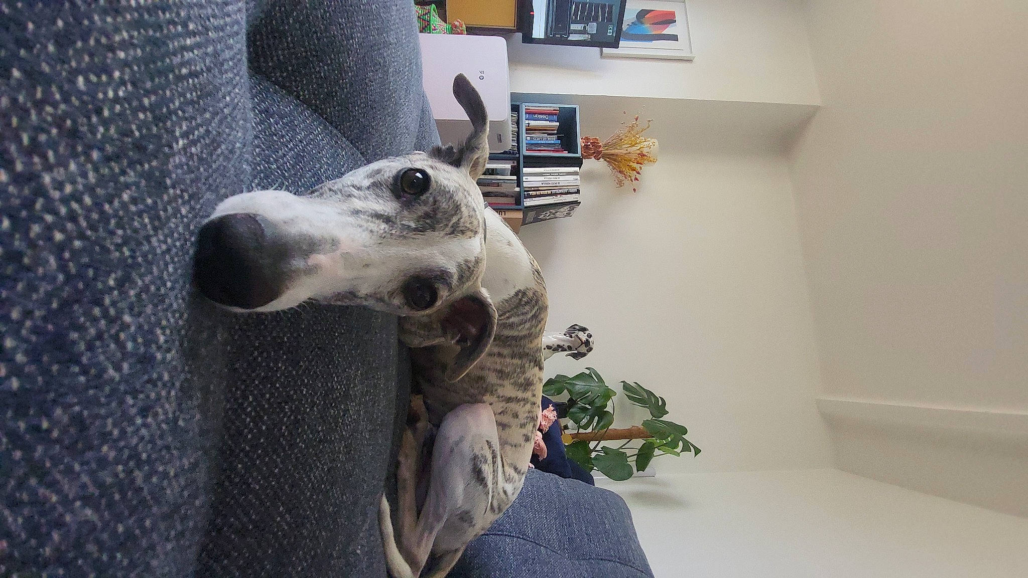 T'Jimmy a rejoint le concours — aidez-le/la à gagner de superbes lots ! art, building, carnivore, companion_dog, dog, dog_breed, door, flooring, grey, picture_frame, plant, sculpture, sighthound, snout, sporting_group, statue, terrestrial_animal, toy, window, working_animal