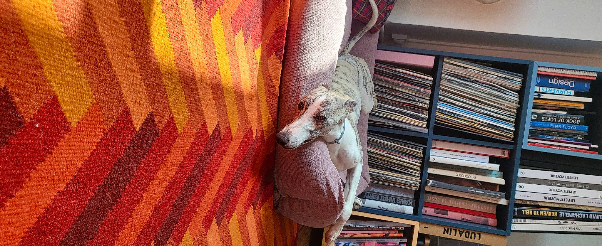 T'Jimmy participe au concours pour gagner de l'argent avec cette photo : book, bookcase, canidae, carnivore, comfort, companion_dog, dog, dog_breed, fawn, flooring, hardwood, publication, room, shelf, shelving, sighthound, sporting_group, tail, wood, working_animal