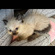 Princess joined the competition — help win amazing prizes! kitten, cat, fluffy, blue_eyes, gray_striped_pants, legs, cozy, indoor, pet, cute, fur, animal, resting, close_up, soft_texture, young, small, domestic_animal, curious, companion