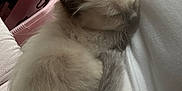Princess is registered to the contest to win money with this photo: kitten, sleeping, fur, closeup, pet, animal, cozy, resting, cute, indoor, white, soft, feline, young, adorable, cuddly, calm, peaceful, small, domestic