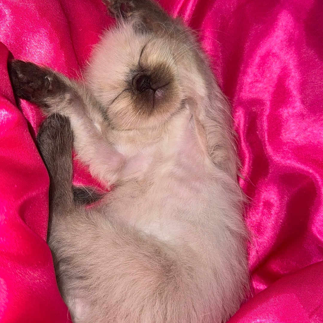Princess joined the competition — help win amazing prizes! adorable, animal, cozy, cute, domestic_cat, feline, fluffy, fur, indoor, kitten, peaceful, pet, pink_satin, relaxed, resting, sleeping, small, soft, stretching, young