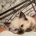 Kayleigh T.