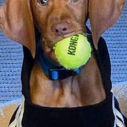 Homie joined the competition — help win amazing prizes! animal, brown_dog, canine, collar, companionship, cute, dog, domestic, ears, friendly, fur, hoodie, indoor, looking, mouth, pet, playing, portrait, tennis_ball, toy